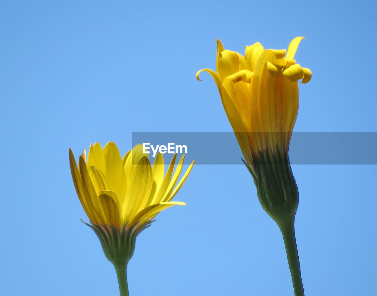 Close-up of yellow flowers blooming