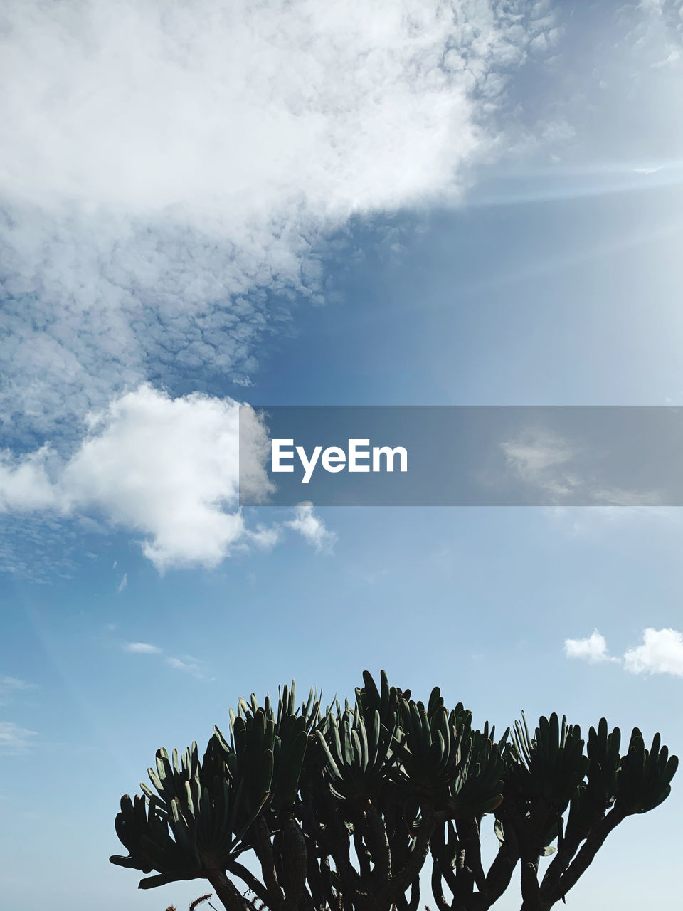 Low angle view of palm tree against sky