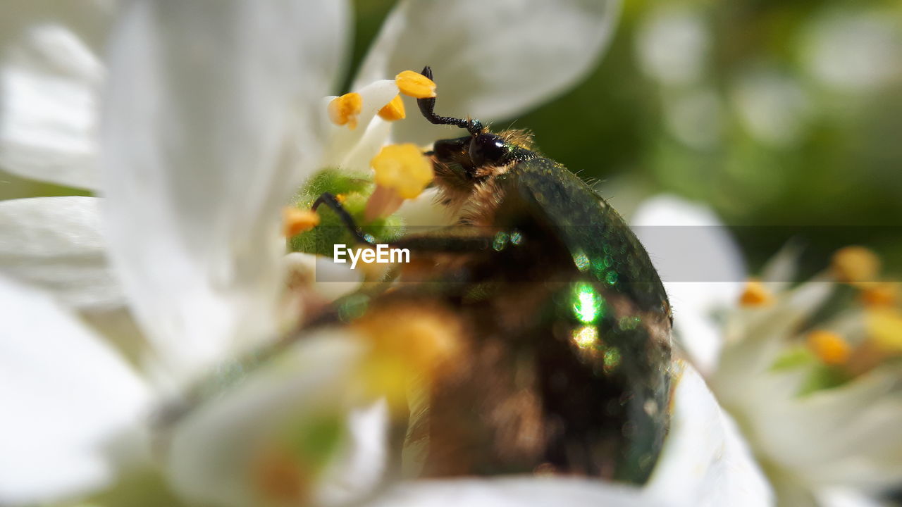Close-up of beetle on flower