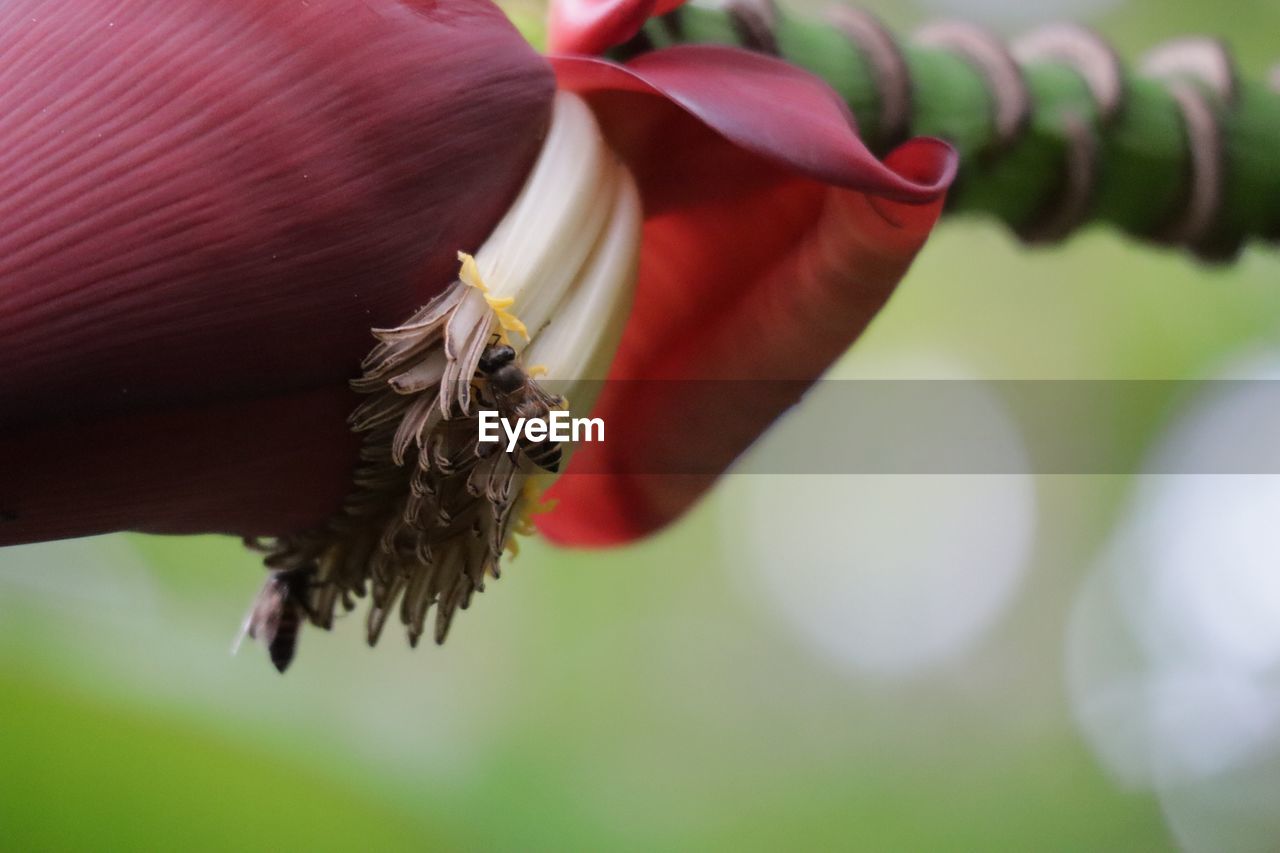 Close-up of insect on plant