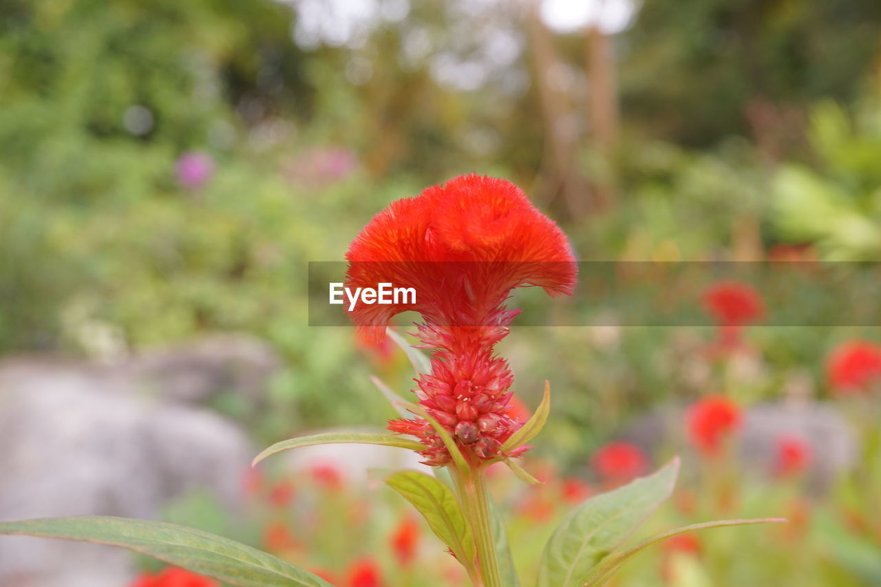 CLOSE-UP OF RED FLOWERING PLANT AGAINST BLURRED BACKGROUND