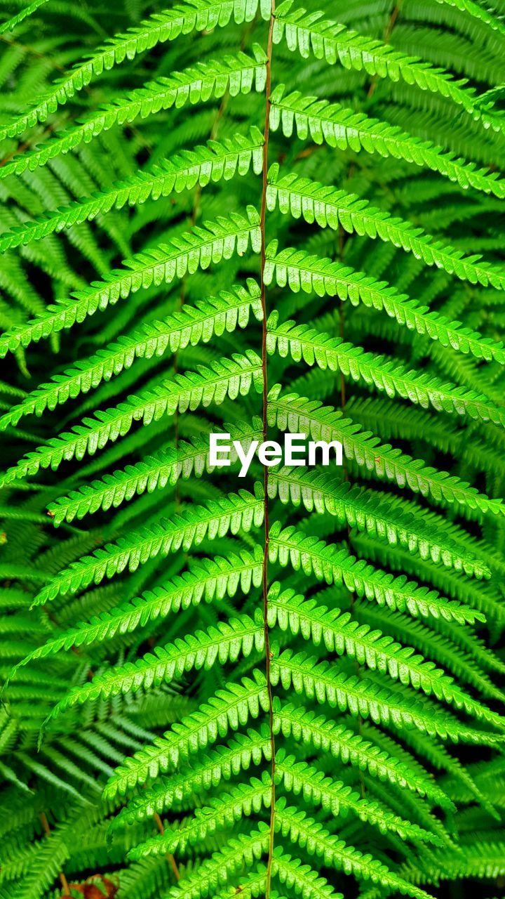 CLOSE-UP OF FERN