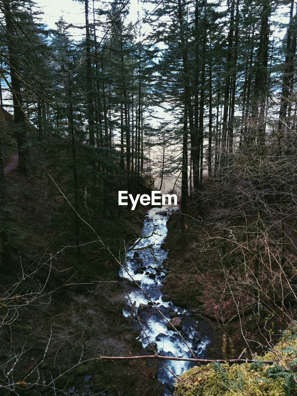 Stream flowing through forest