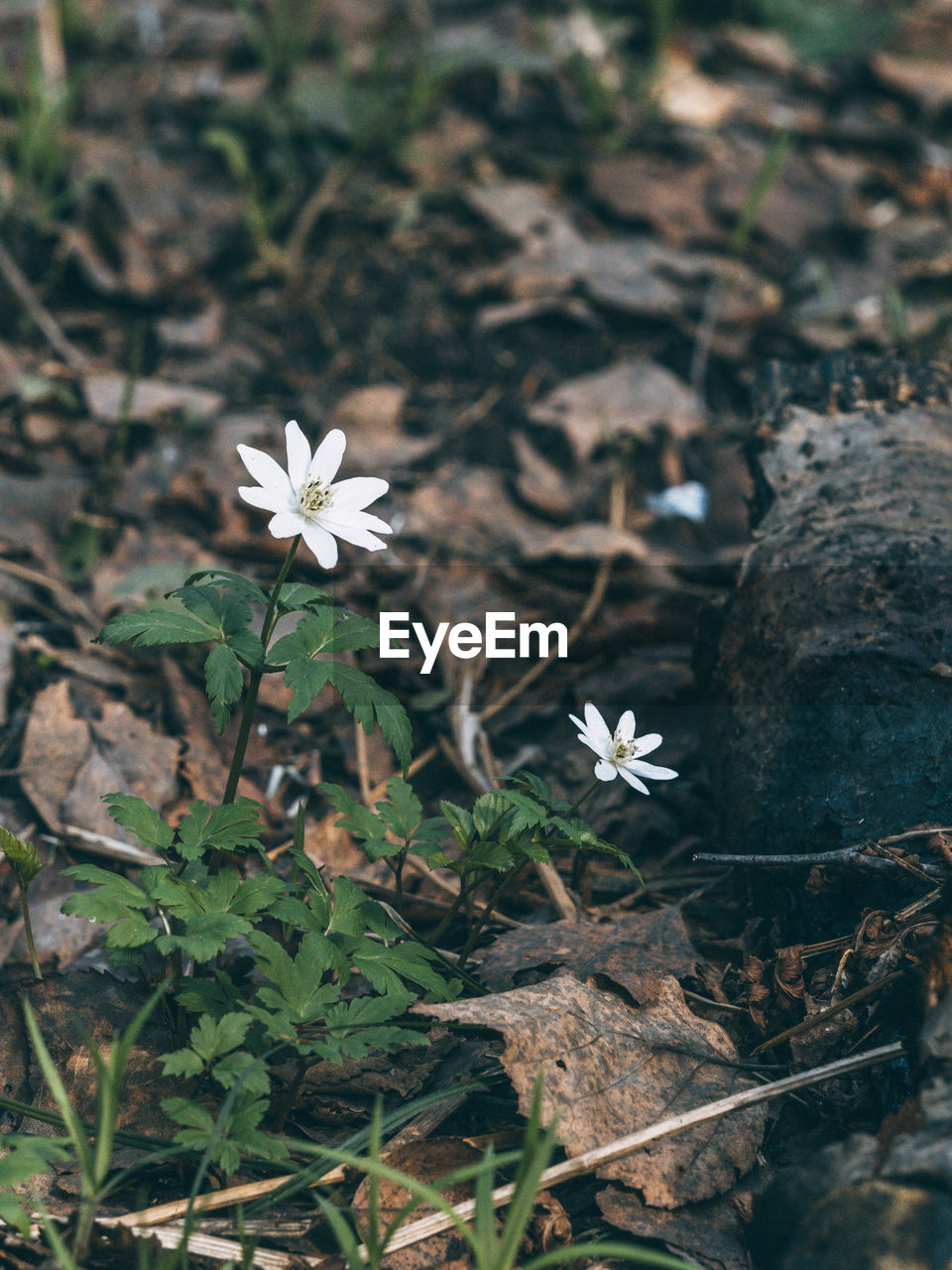 plant, flower, flowering plant, nature, beauty in nature, growth, freshness, no people, fragility, leaf, grass, close-up, land, day, white, wildflower, high angle view, plant part, outdoors, flower head, field, focus on foreground, inflorescence, woodland, botany, petal, green