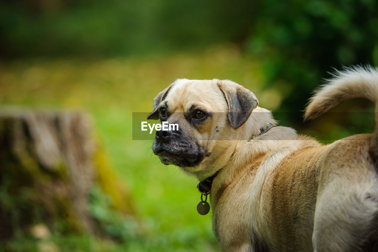 CLOSE-UP OF DOG ON OUTDOORS