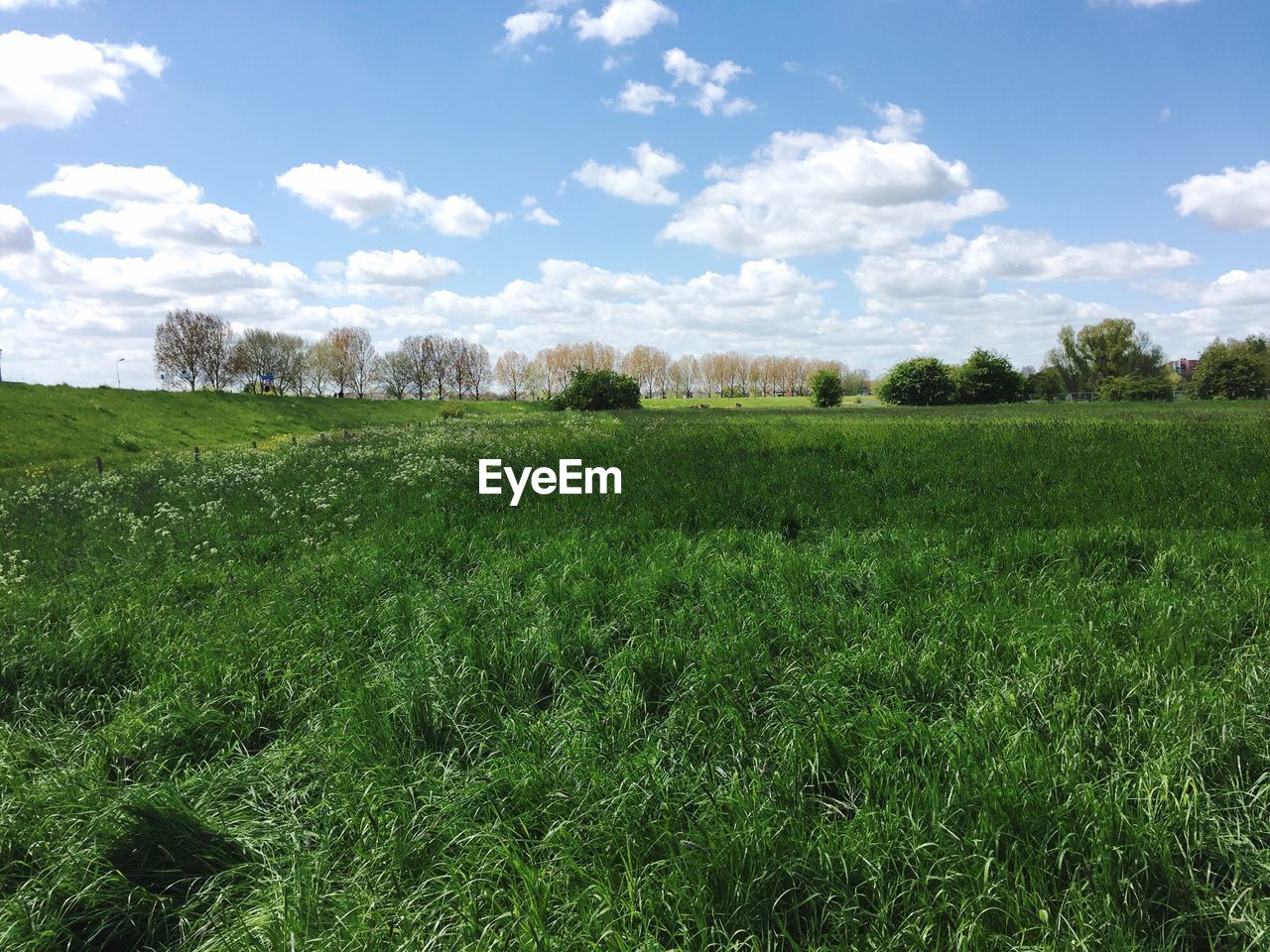 SCENIC VIEW OF GRASSY FIELD AGAINST SKY