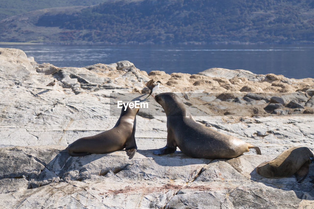 close-up of seal