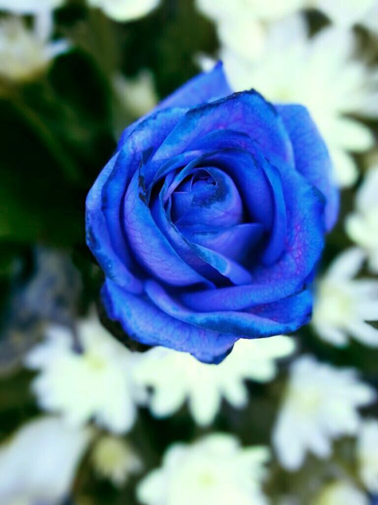 Close-up of blue rose