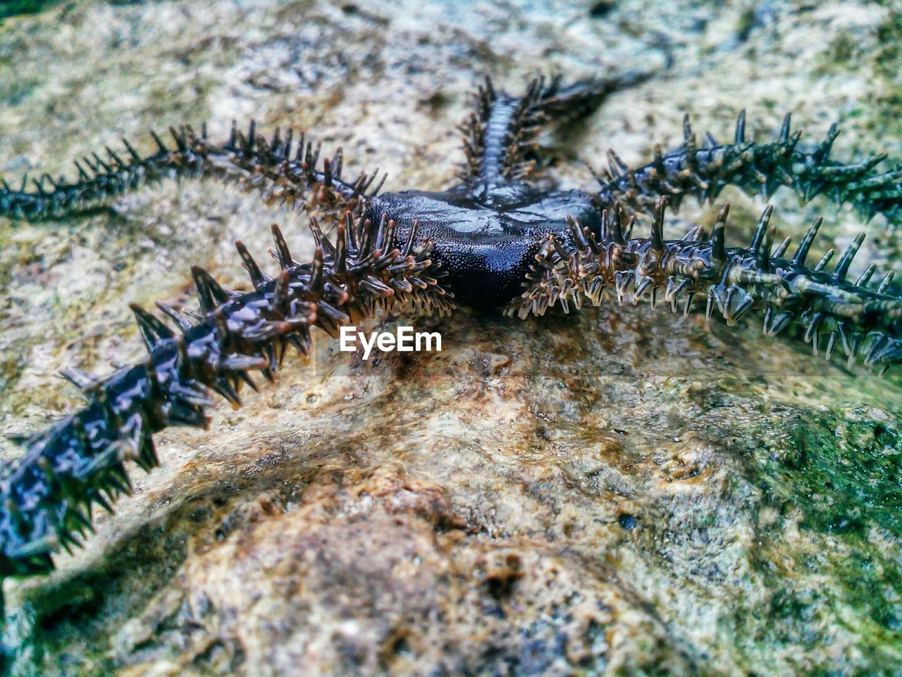 High angle view of echinoderm on rock