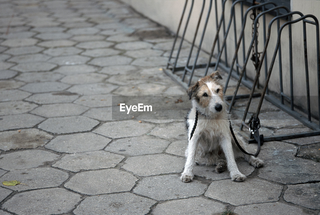 Dog on cobblestone street