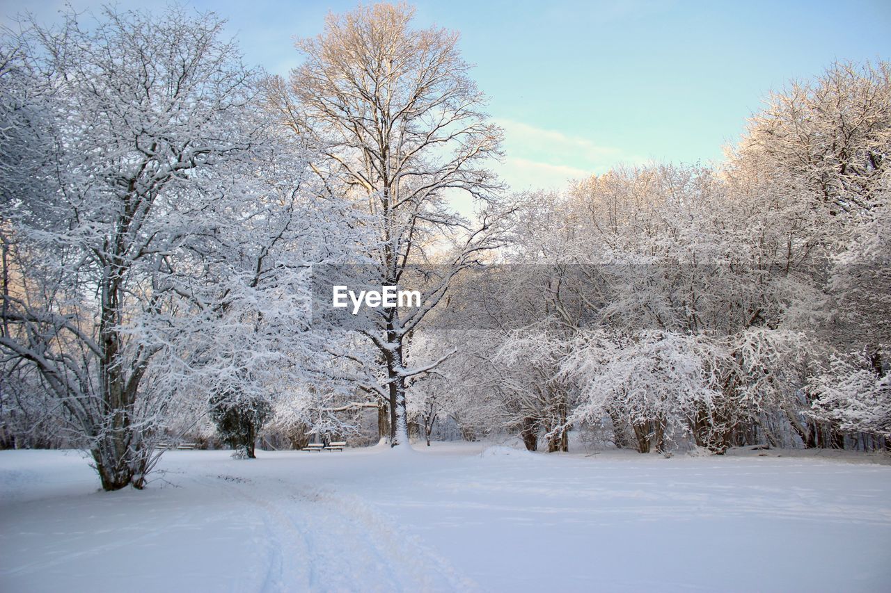 SNOW COVERED TREES ON LANDSCAPE