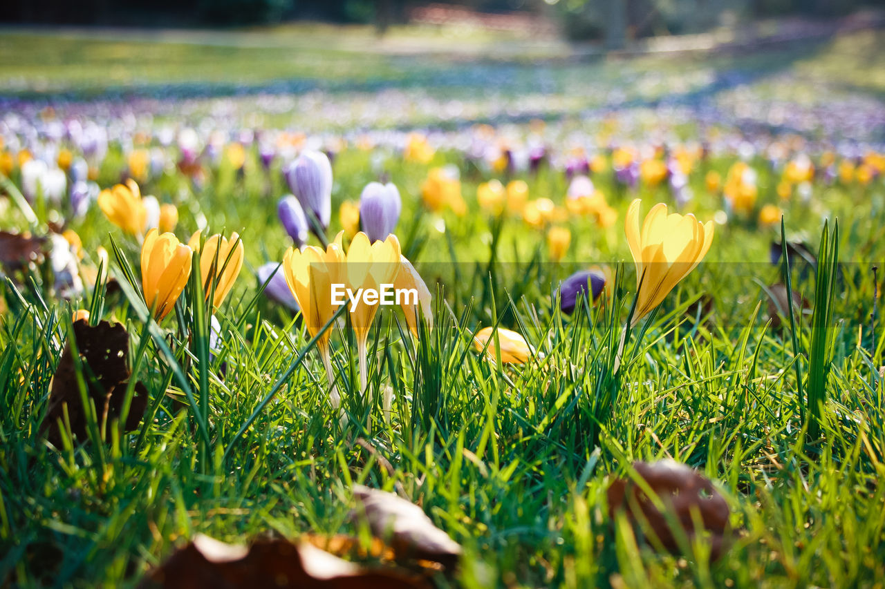 Close-up of purple crocus flowers on field