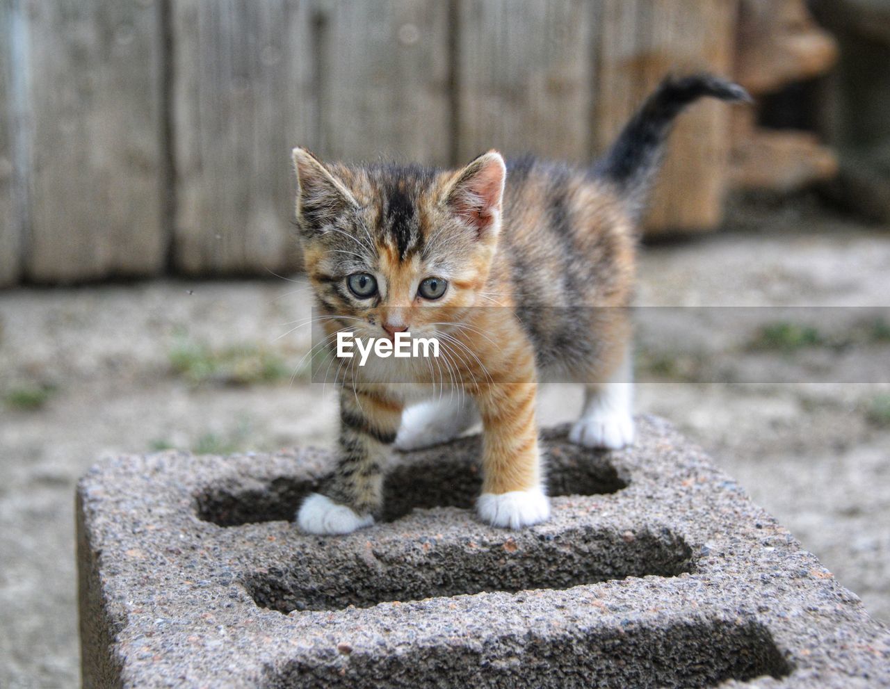 Portrait of kitten on concrete outdoors