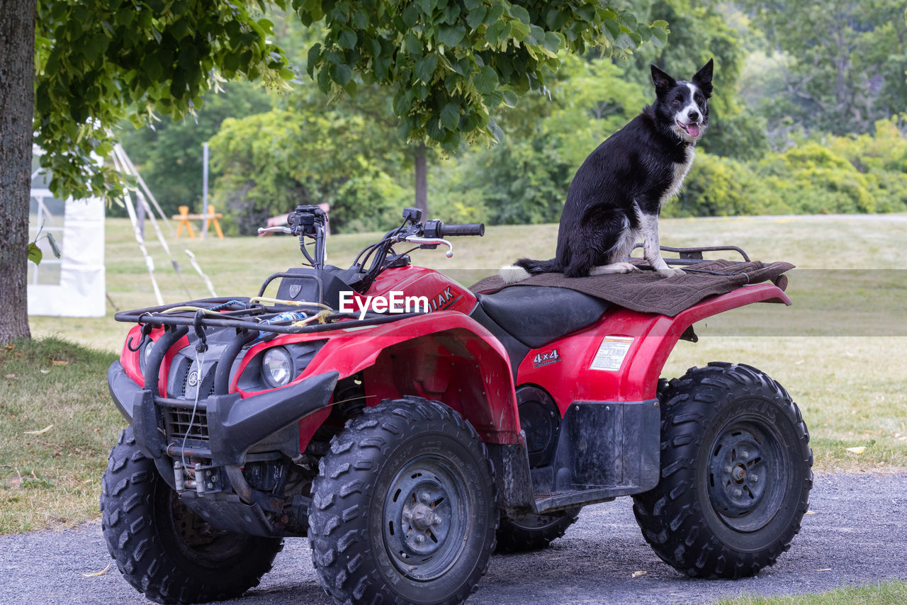 animal themes, animal, mammal, transportation, all-terrain vehicle, one animal, vehicle, mode of transportation, domestic animals, pet, sports, tree, plant, day, nature, land vehicle, animal wildlife, canine, dog, black, outdoors