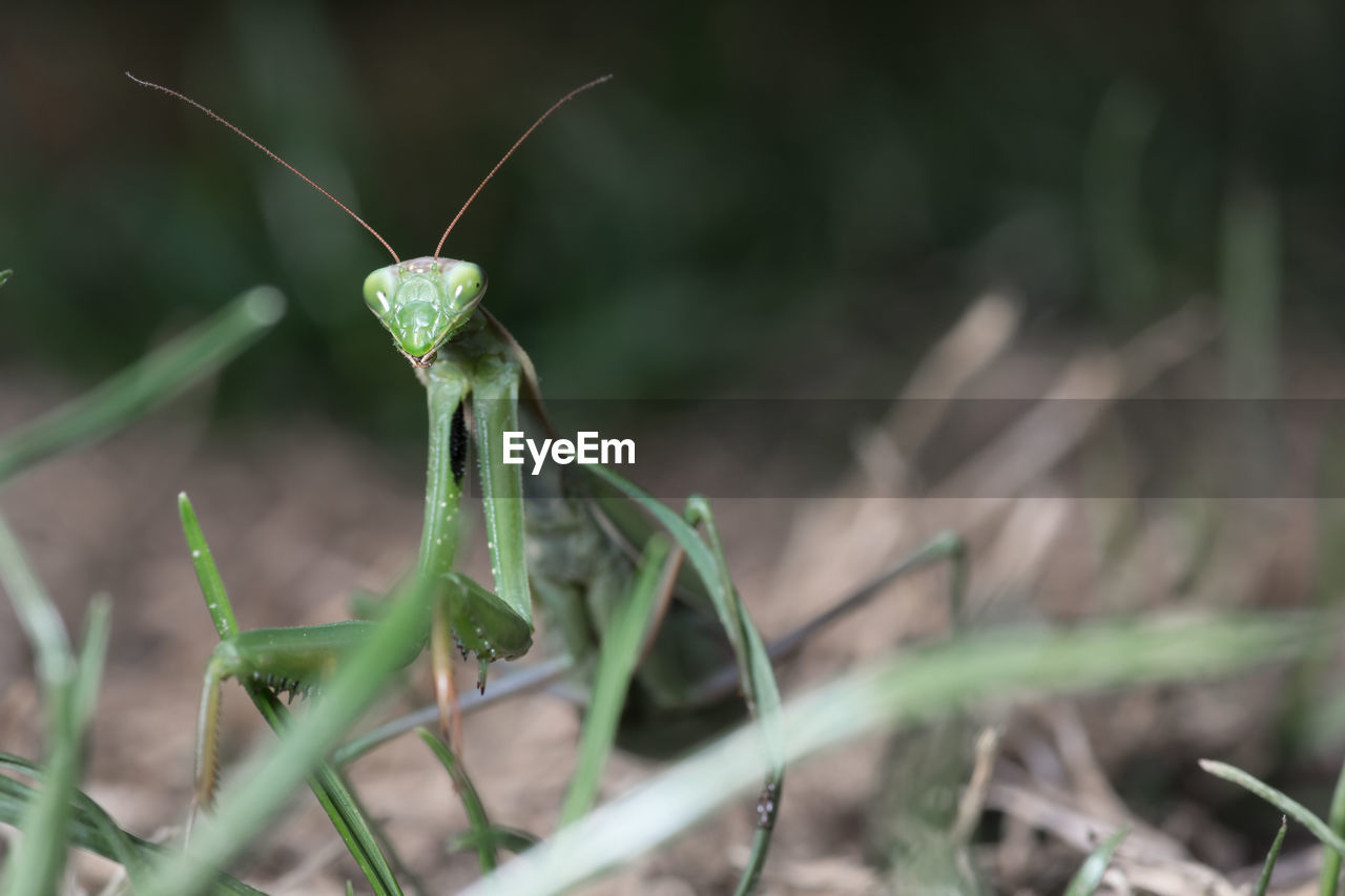 Mantis patiently posing and lurking. close up of insect in the nature