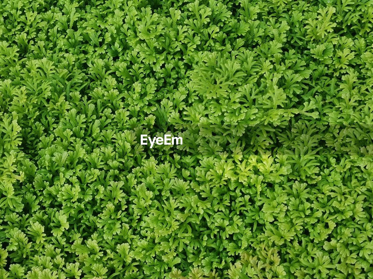 Full frame shot of fresh green fern