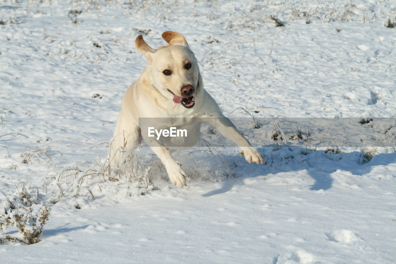 VIEW OF DOG RUNNING ON SNOW