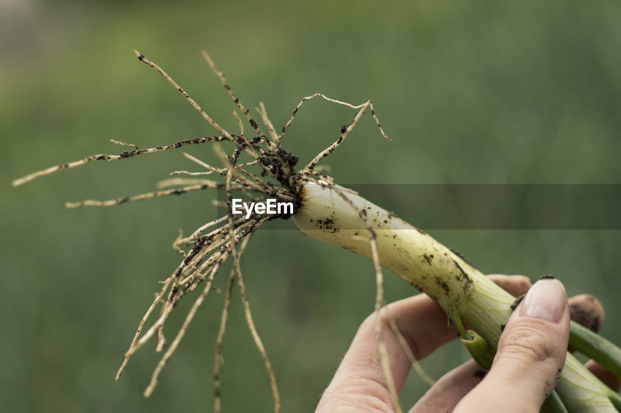 Woman holding a fresh green onion, pulled out of the ground.