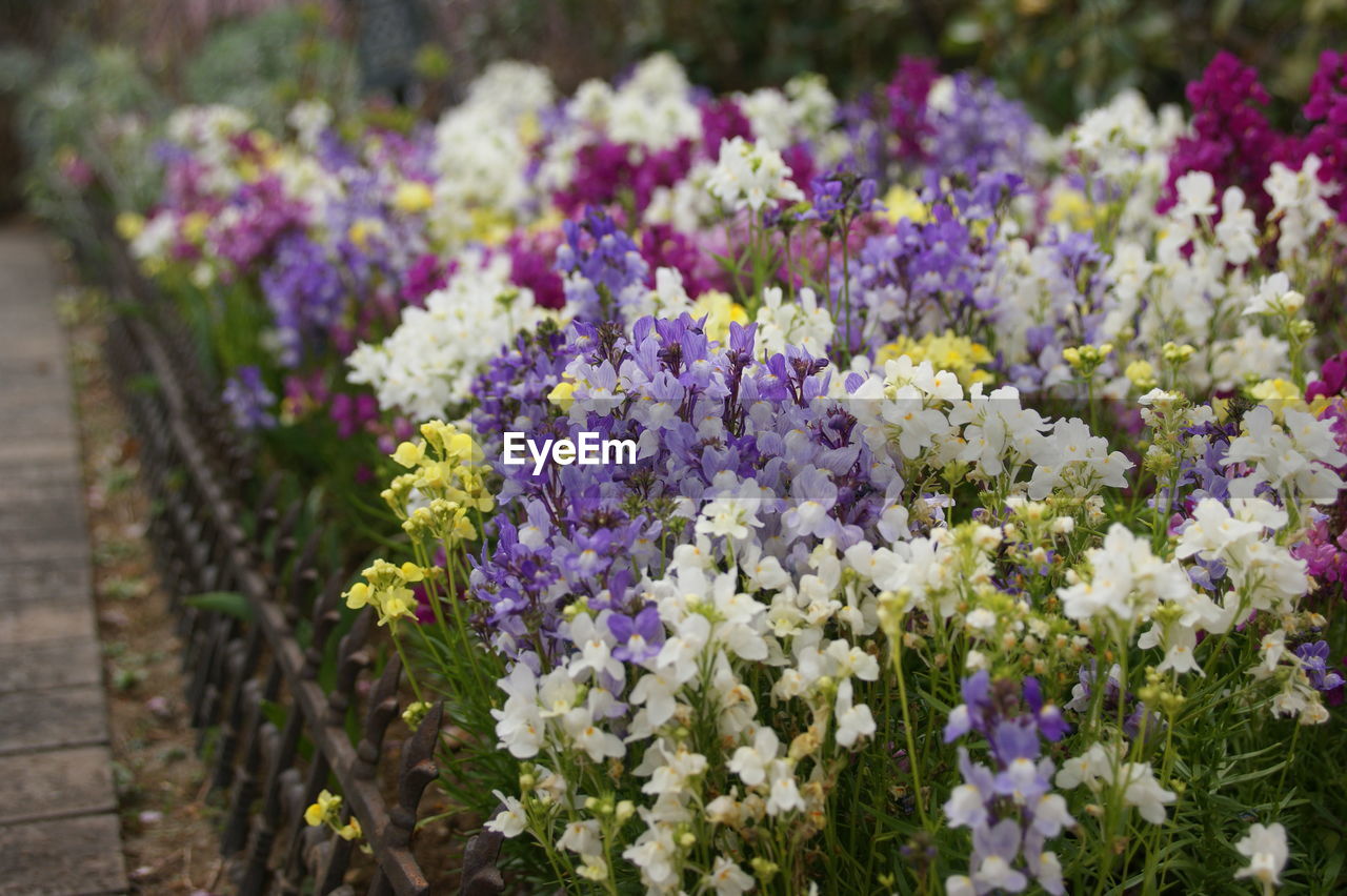 Close-up of purple flowering plants in park