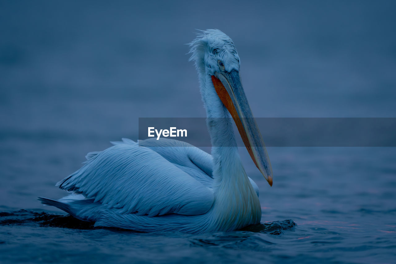 close-up of pelican on field