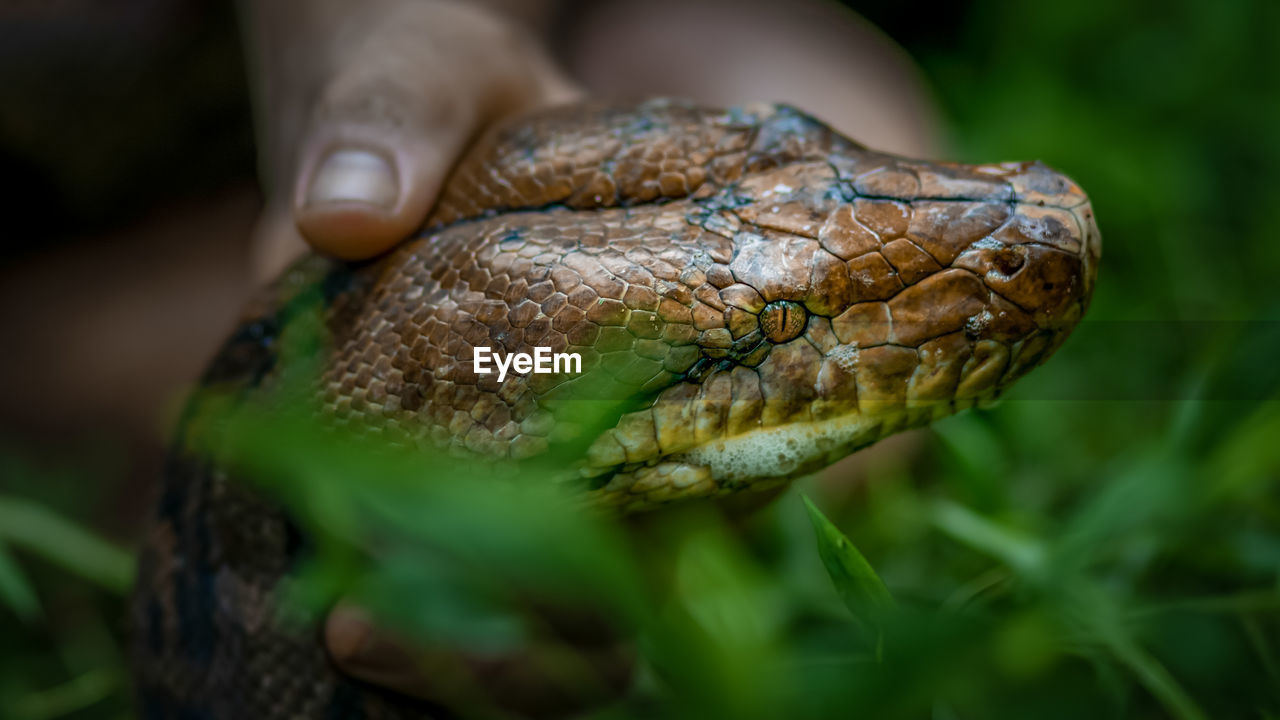 A big and ferocious python catches snakes by hand, beautiful striped boa in a fertile forest.