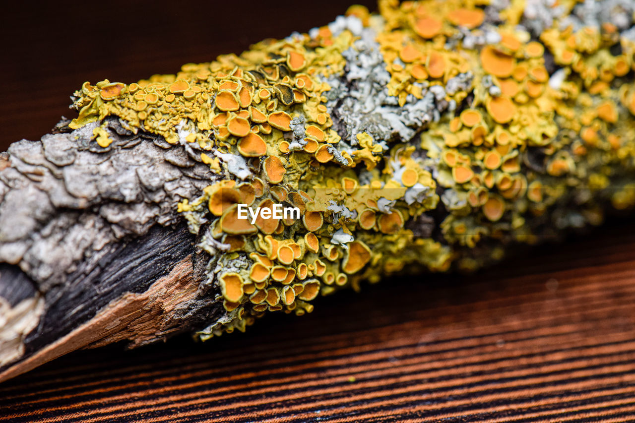 Close-up of lichen on tree trunk