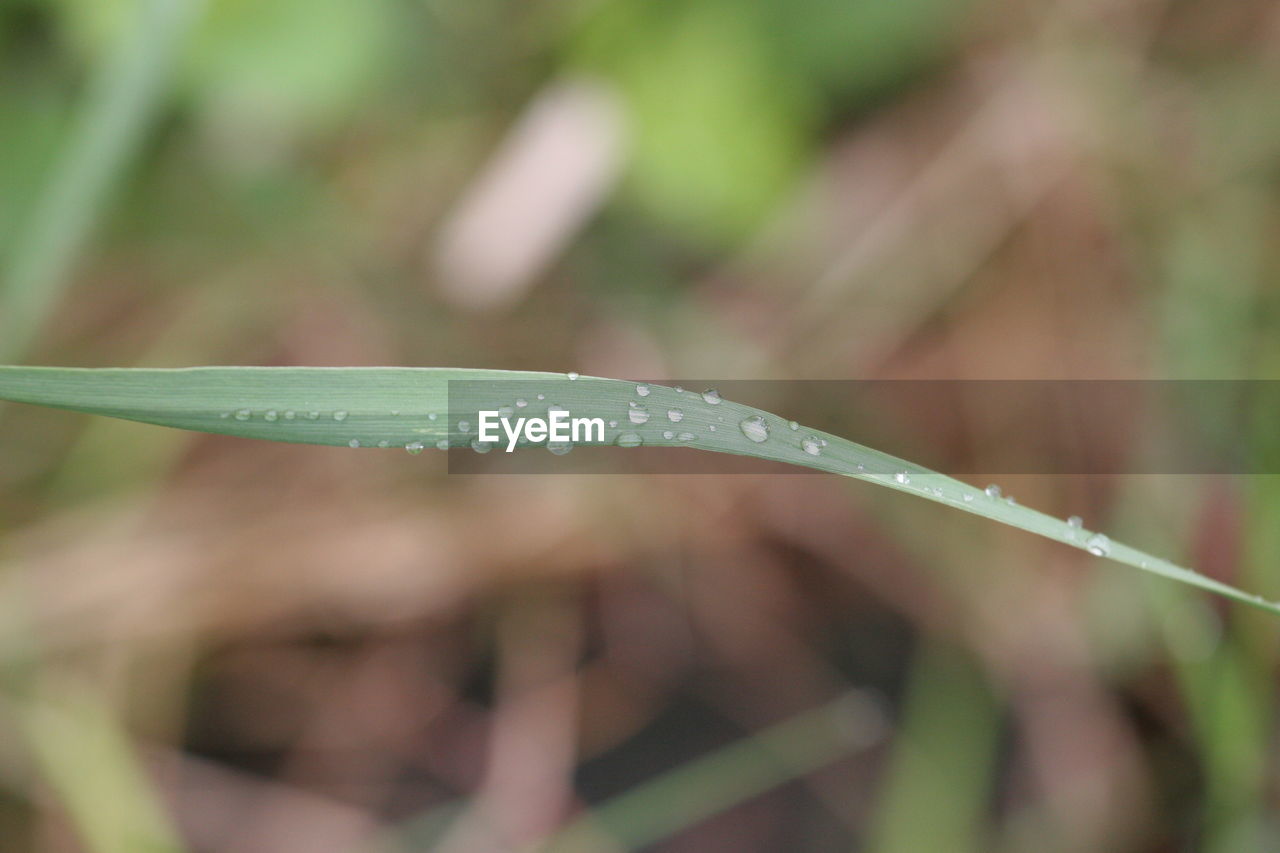 Close-up of water drops on leaf