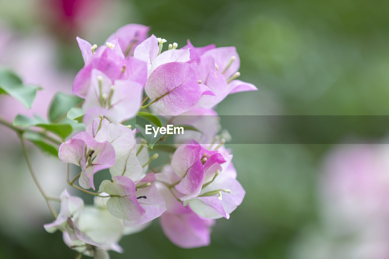 CLOSE-UP OF PINK FLOWERING PLANTS