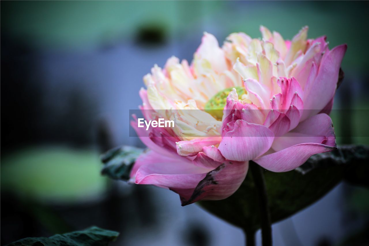 Close-up of pink flower