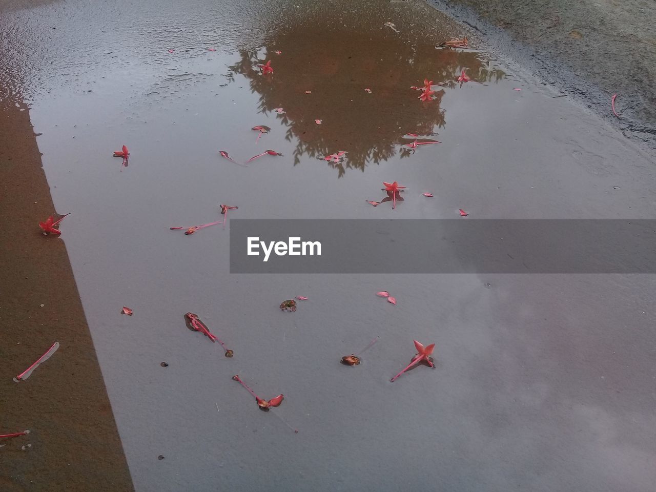 HIGH ANGLE VIEW OF RED FLOWERS AT BEACH