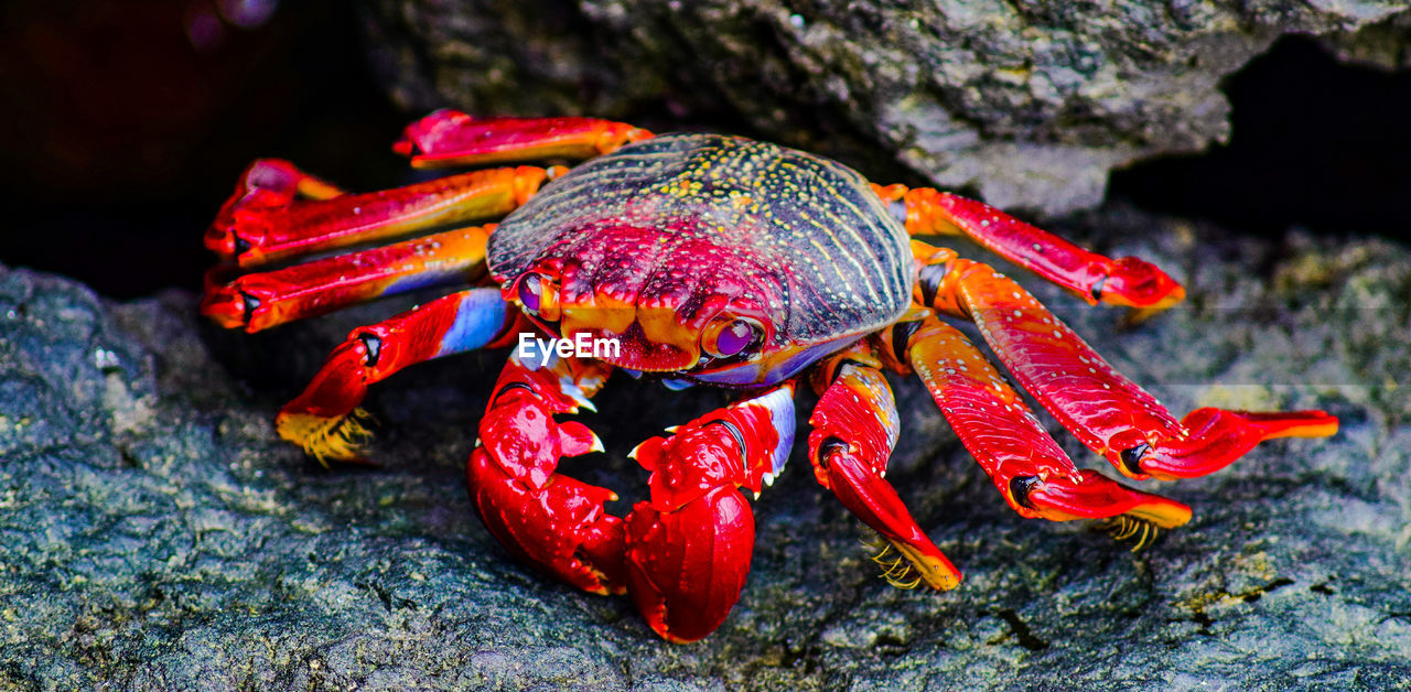 Close-up of red crab on rock formation