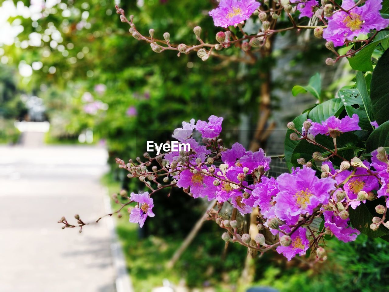 CLOSE-UP OF PURPLE FLOWERING PLANTS