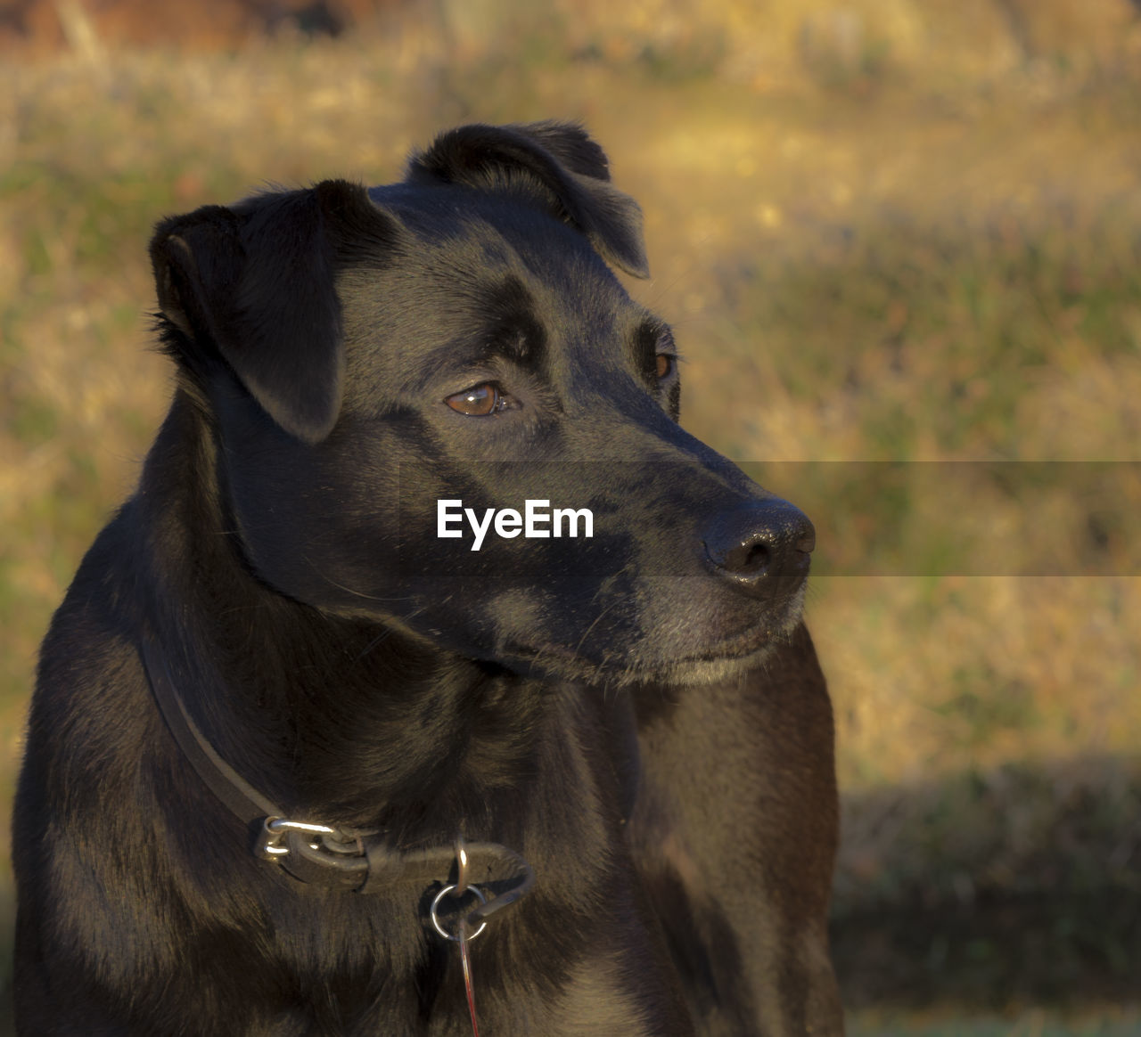 CLOSE-UP OF DOG WITH MOUTH OPEN