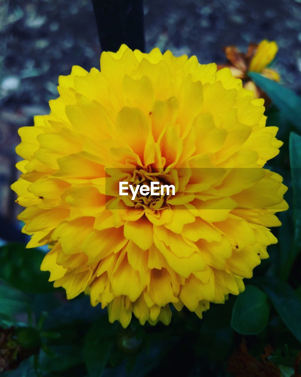 CLOSE-UP OF YELLOW FLOWER BLOOMING