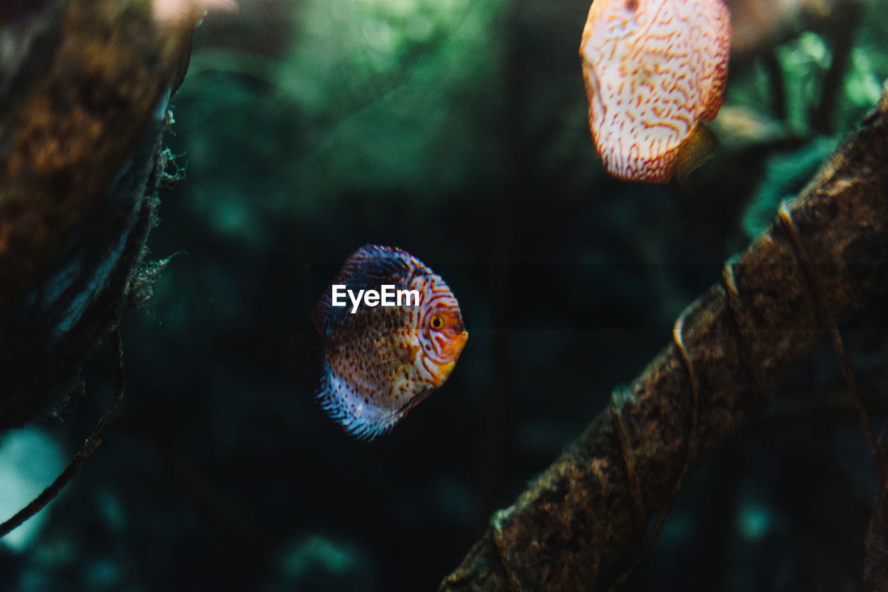 Colorful small discus fish under sea water among tropical sea plants on blurred background