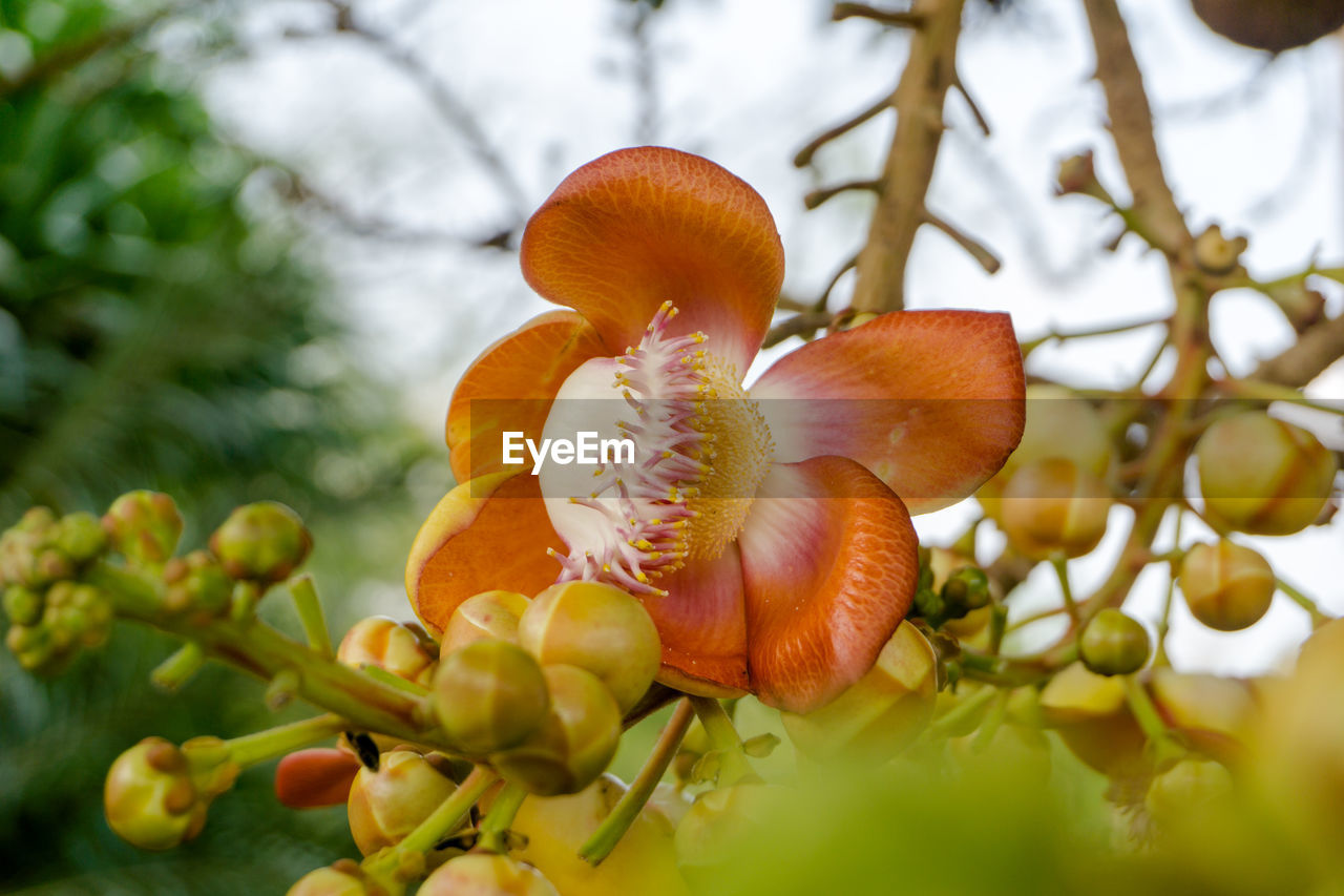 CLOSE-UP OF FLOWERING PLANT AGAINST TREE