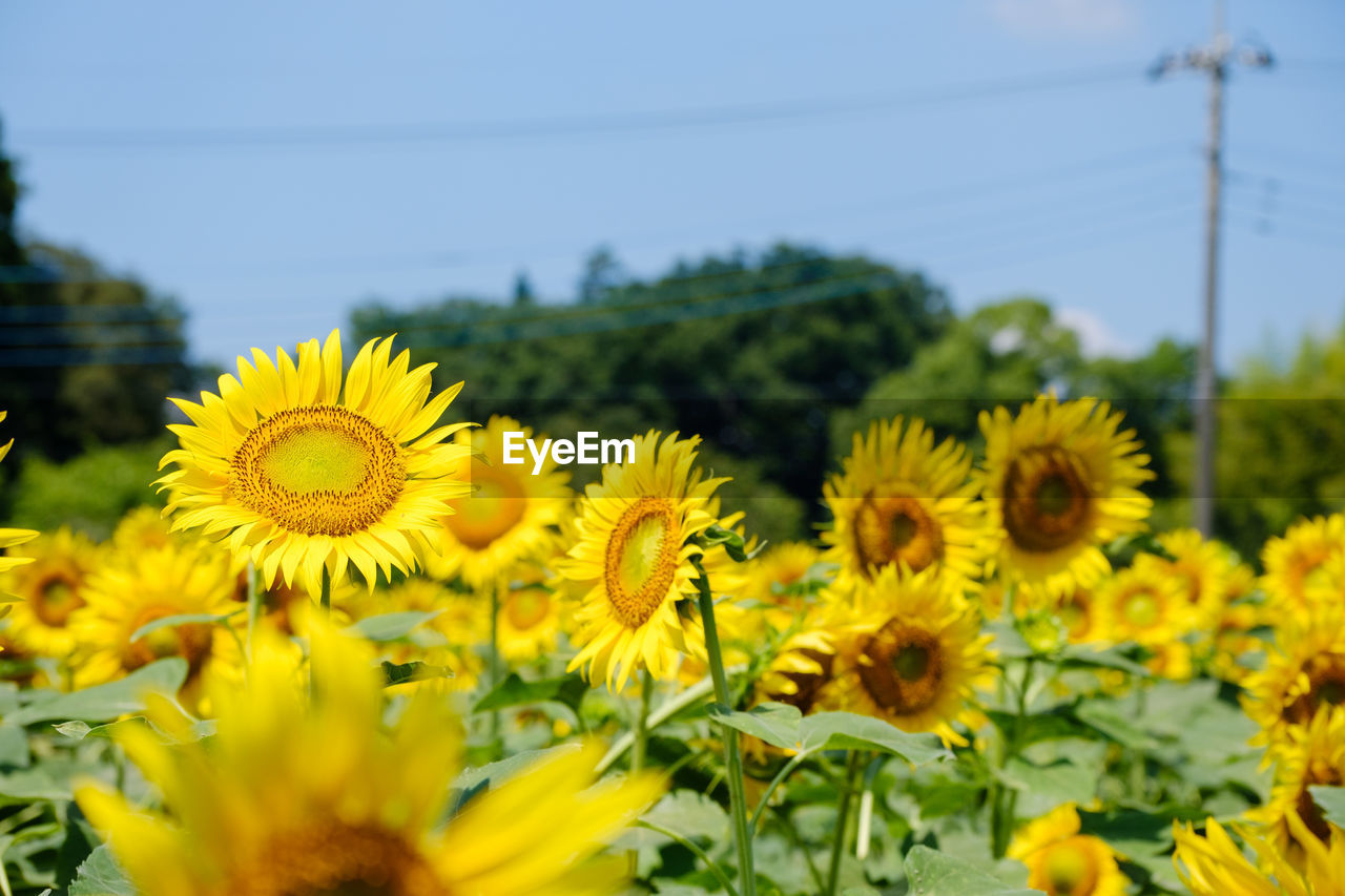 Close-up of yellow flowering plants sunflowers