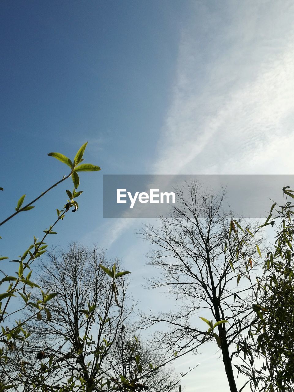 LOW ANGLE VIEW OF TREE BRANCHES AGAINST SKY