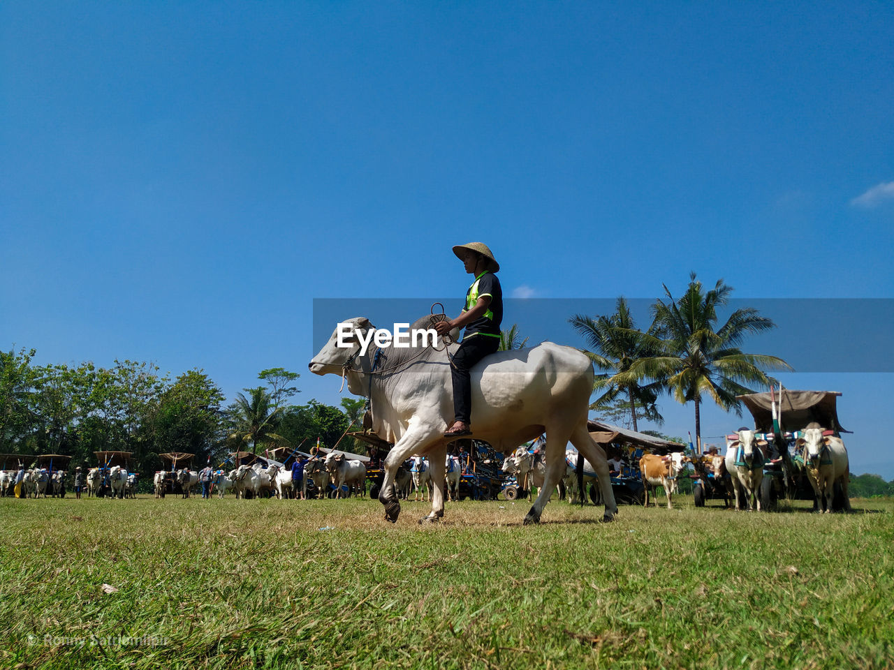 Horses on field