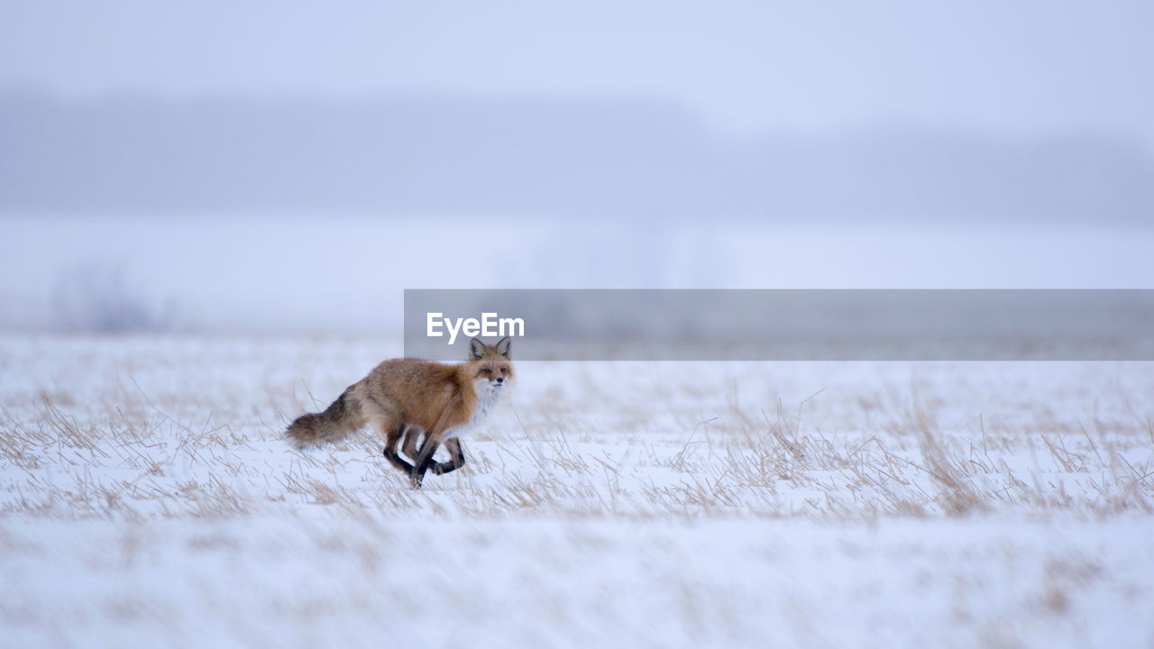 Fox running on field