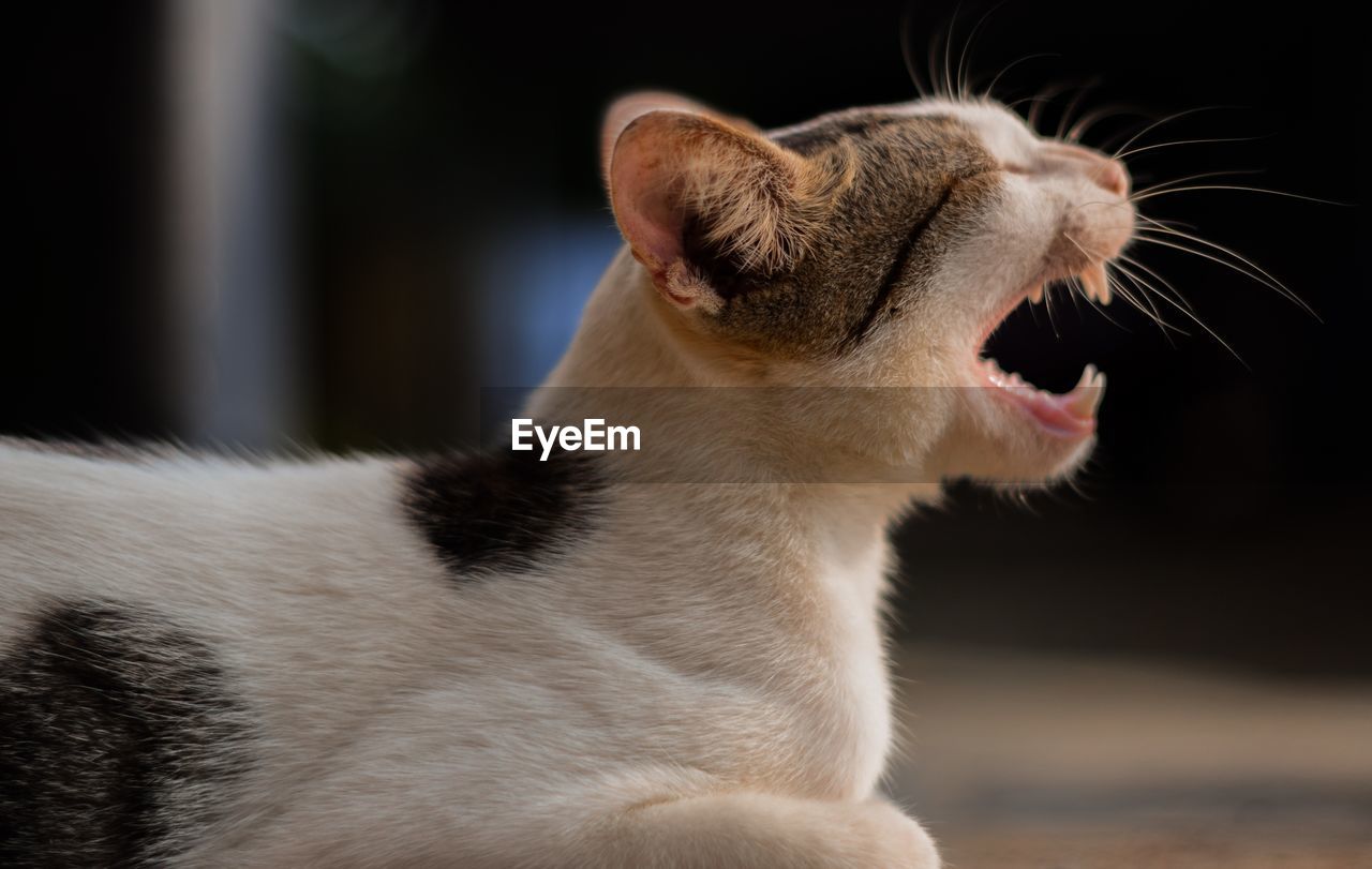 CLOSE-UP OF A CAT WITH EYES