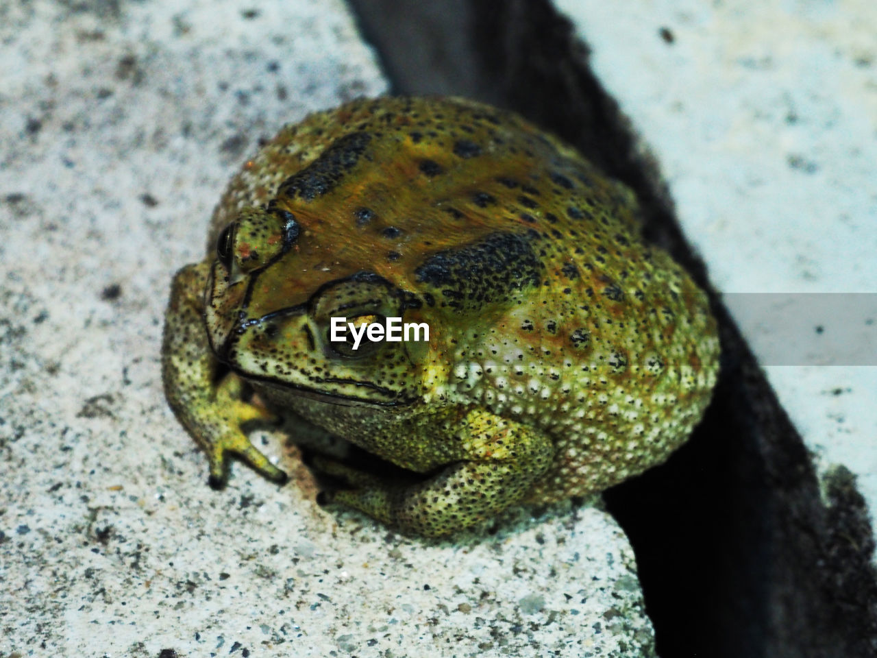 CLOSE-UP OF FROG