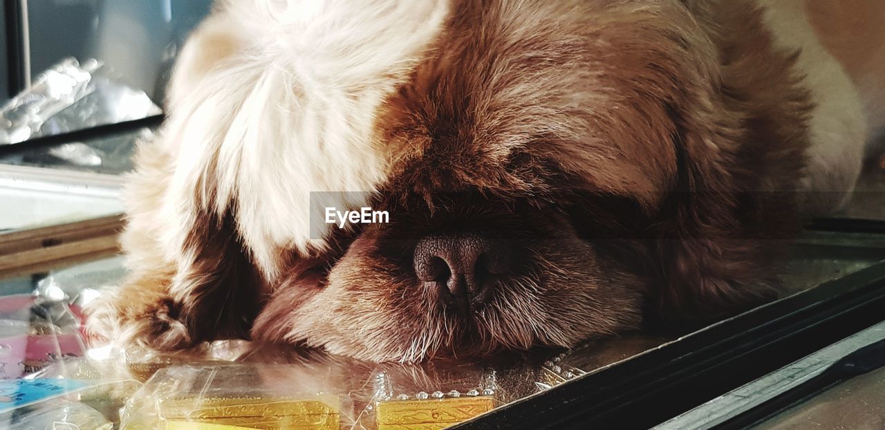 CLOSE-UP OF A DOG SLEEPING IN THE DARK