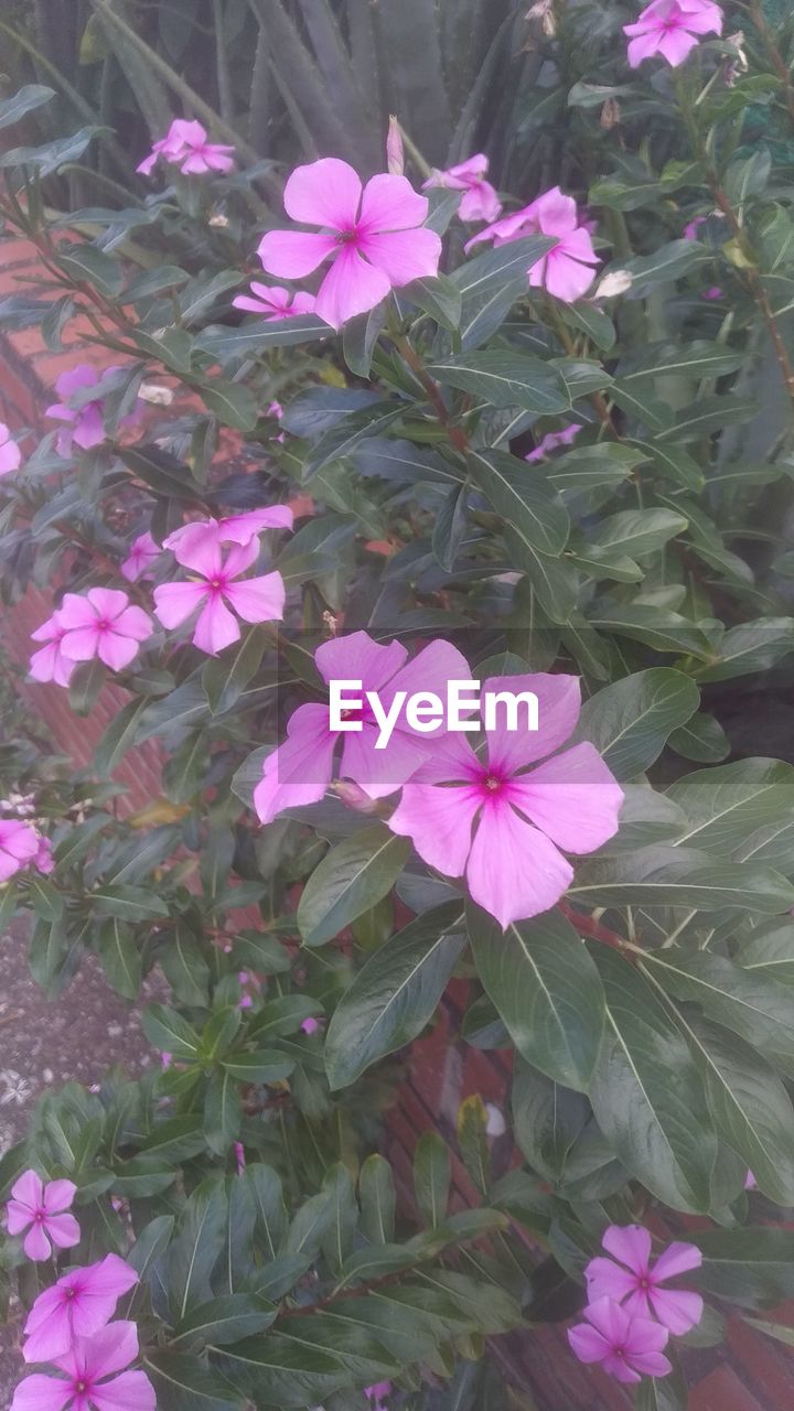 PINK FLOWERING PLANTS IN PARK