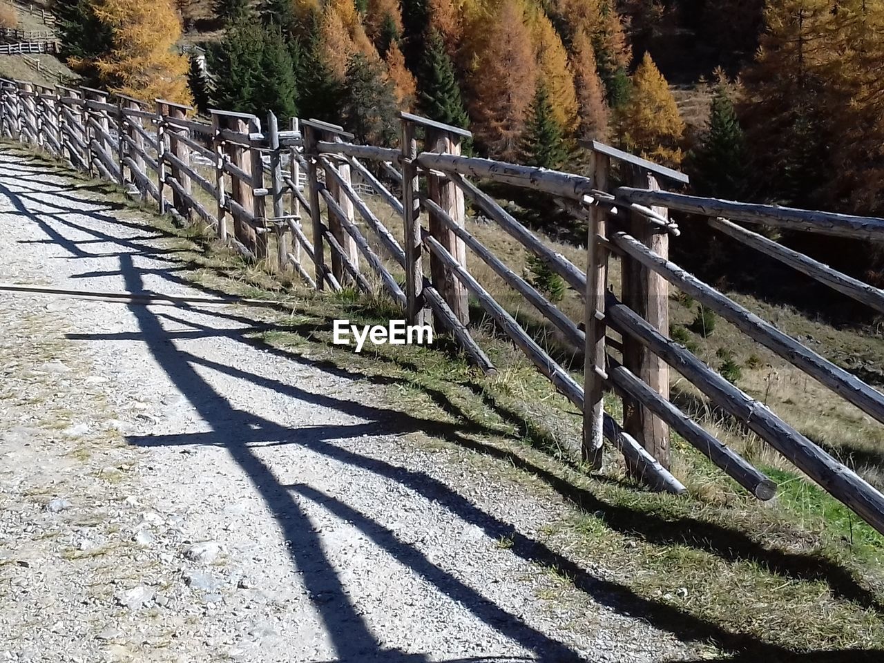 SHADOW OF TREES IN FOREST