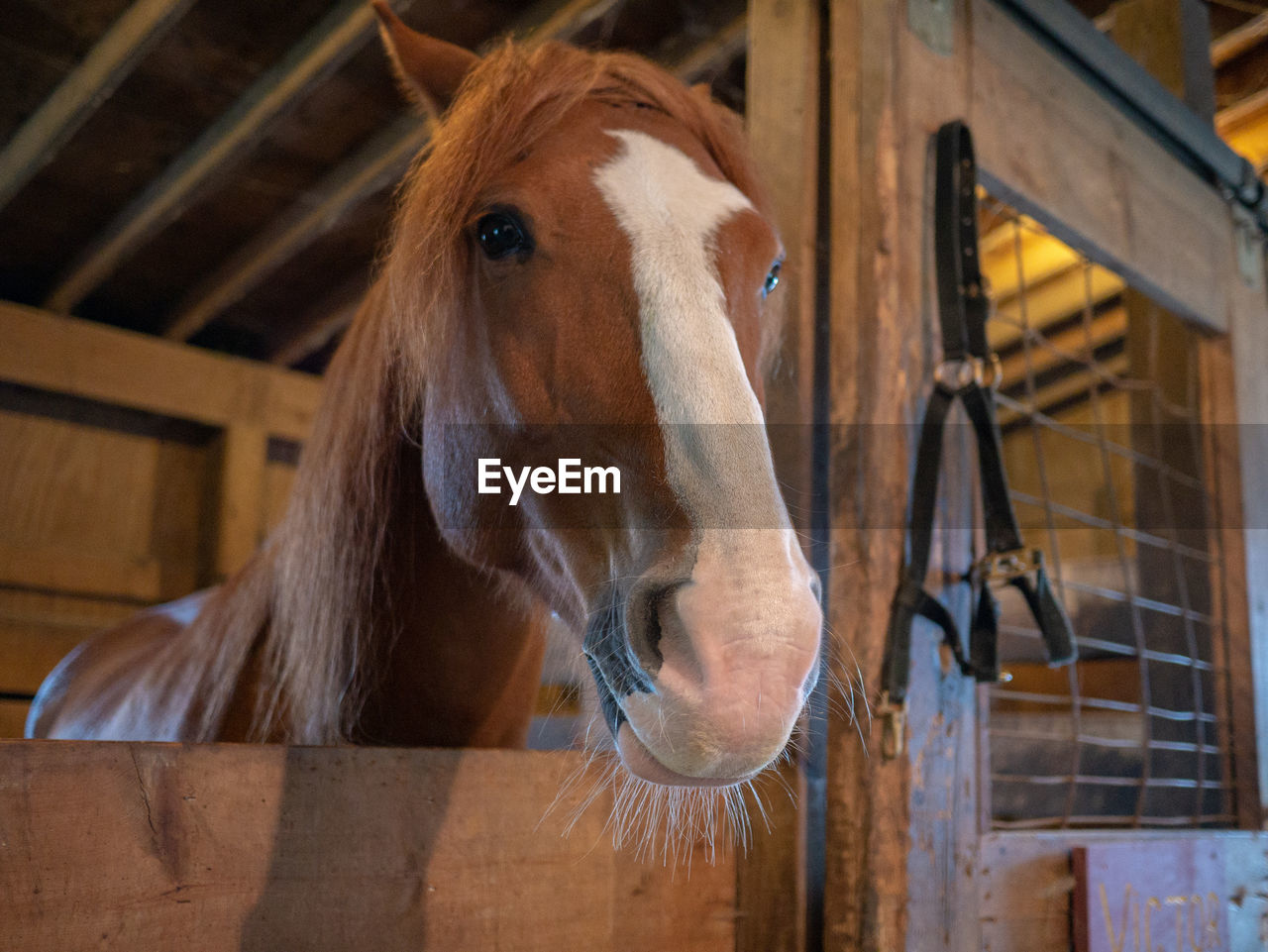 HORSE IN A STABLE