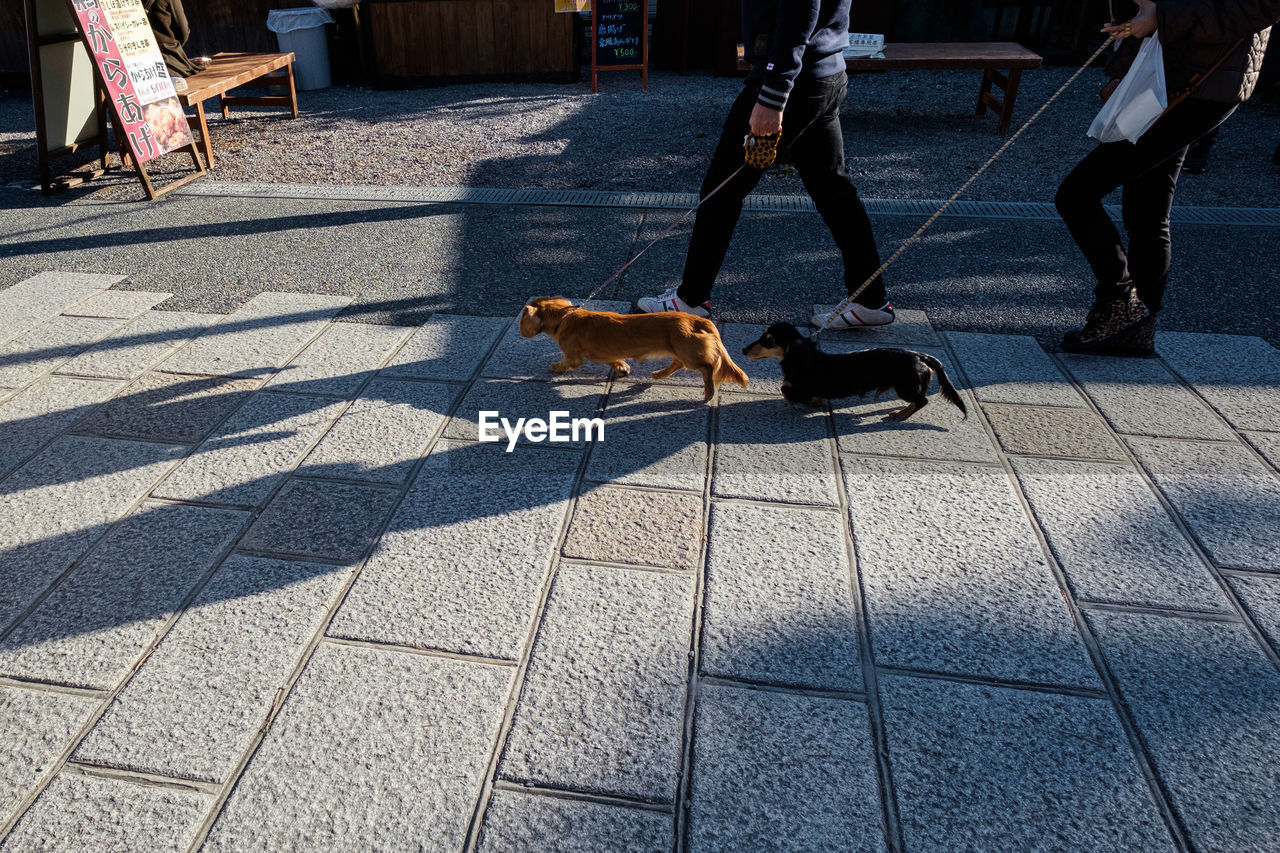 HIGH ANGLE VIEW OF DOG ON STREET