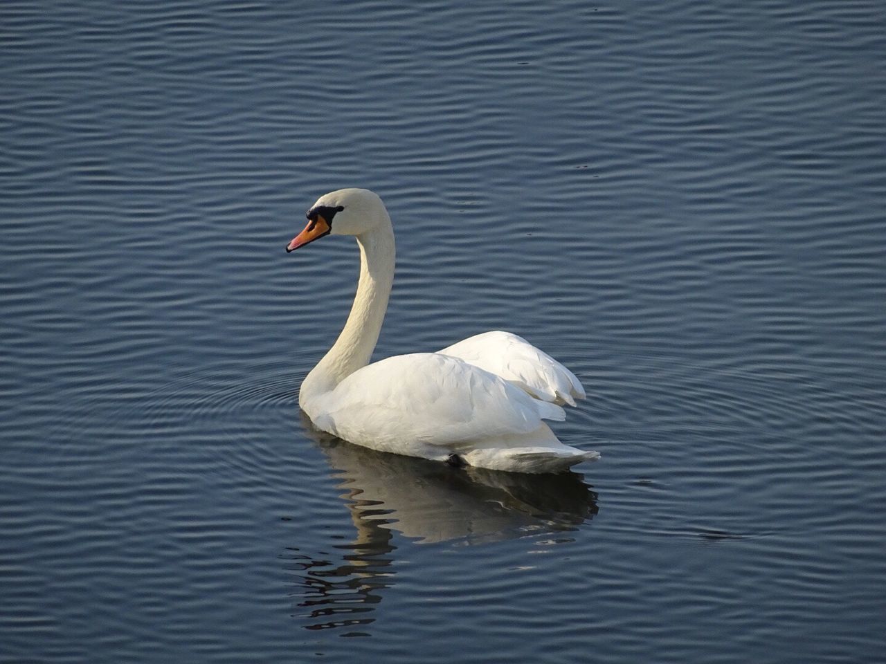 WHITE SWAN SWIMMING IN LAKE
