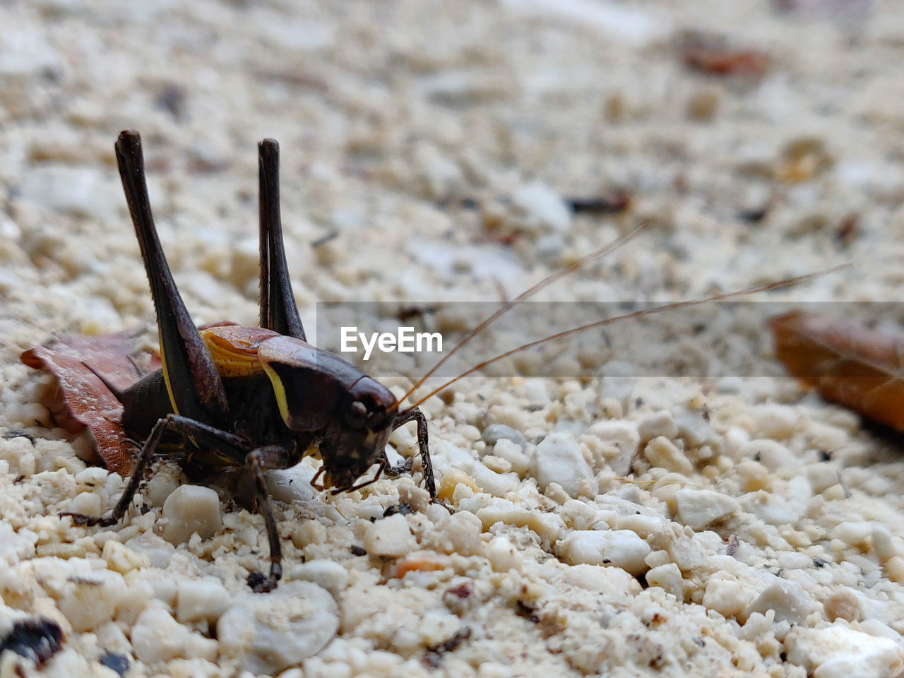 CLOSE-UP OF INSECT ON GROUND