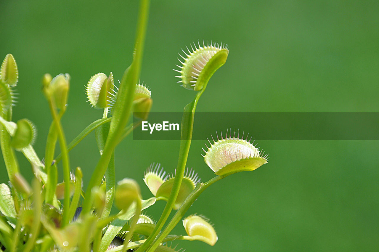 Close-up of venus flytrap plant